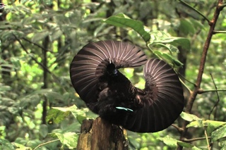 Щитоносная райская птица Виктории / Victoria's Riflebird / Ptiloris victoriae