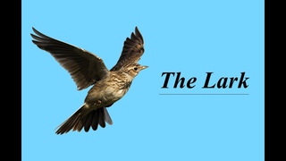 Mikhail Glinka. The Lark