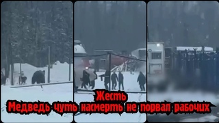 Медведь чуть насмерть не порвал двух рабочих в Якутии | Якутия медведь напал на рабочих сегодня