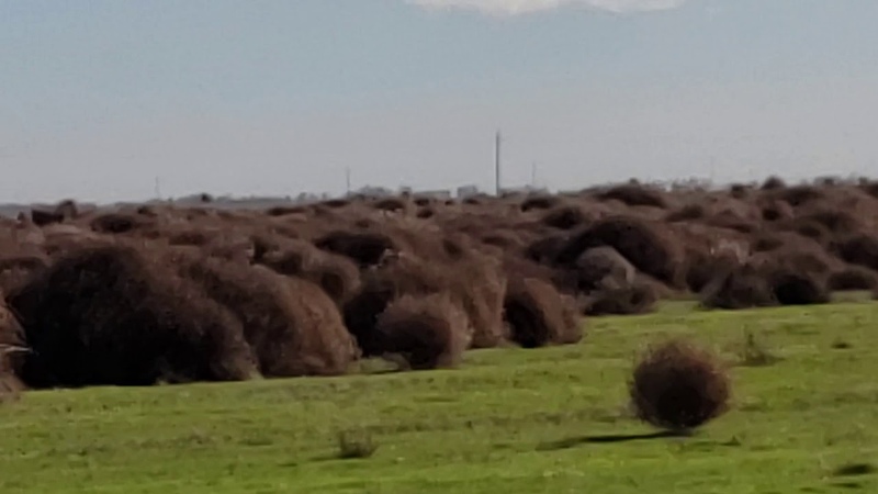 Tumbleweed