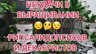 НЕУДАЧИ В ВЫРАЩИВАНИИ РИПСАЛИДОПСИСОВ И ДЕКАБРИСТОВ! СПОСОБ РЕАНИМАЦИИ !