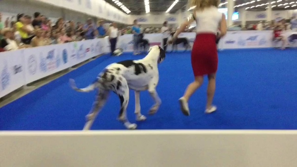 WDS 2016 Moscow Great Dane Black and Harlequin Female 1