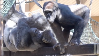 父ちゃん❗️弟が無理なら僕と遊ぼうよ⭐️ゴリラ Gorilla【京都市動物園】