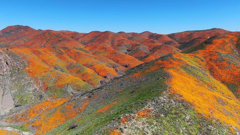 Super Bloom at Walker Canyon in 4 K March 10