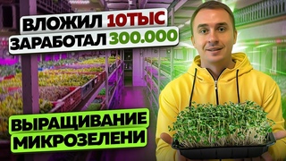 Выращивание микрозелень. Как открыть ферму микрозелени. Микрозелень