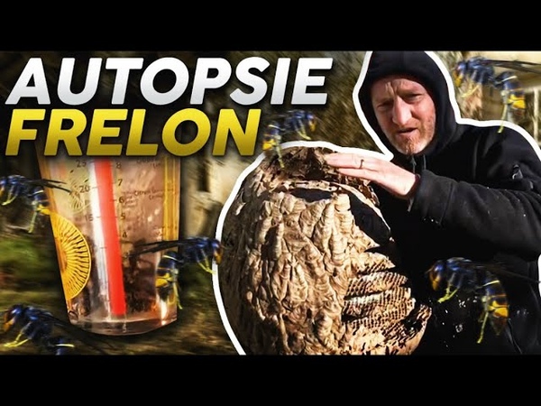 Premier nid de frelons asiatiques en hiver